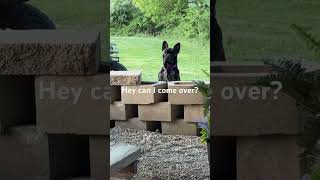 ComeOver #fypシ #puppy #music #funny #frenchie #dog #creepy #diydecorate #camping #funnycute #sadboy