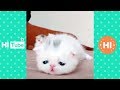 ♥かわいい犬と猫面白いことP20♥ペットかわいい動画2019