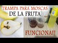 La mejor trampa casera para atrapar y matar las moscas de la fruta