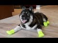 Funny Huskies Try Shoes For The First Time!