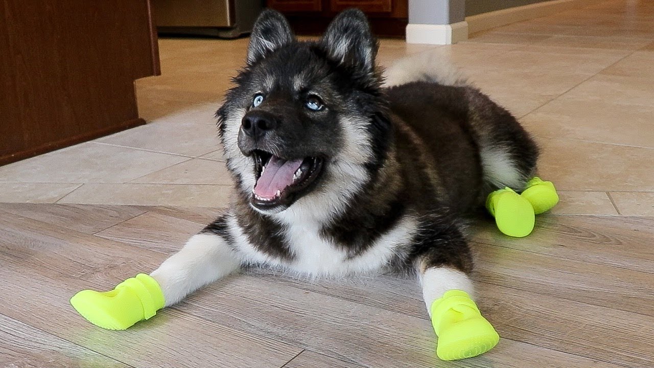 husky puppies shoes