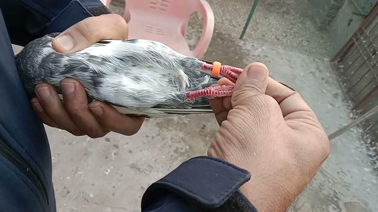 USTAD WAHEED AHMAD 30 No Abdullah Walay 