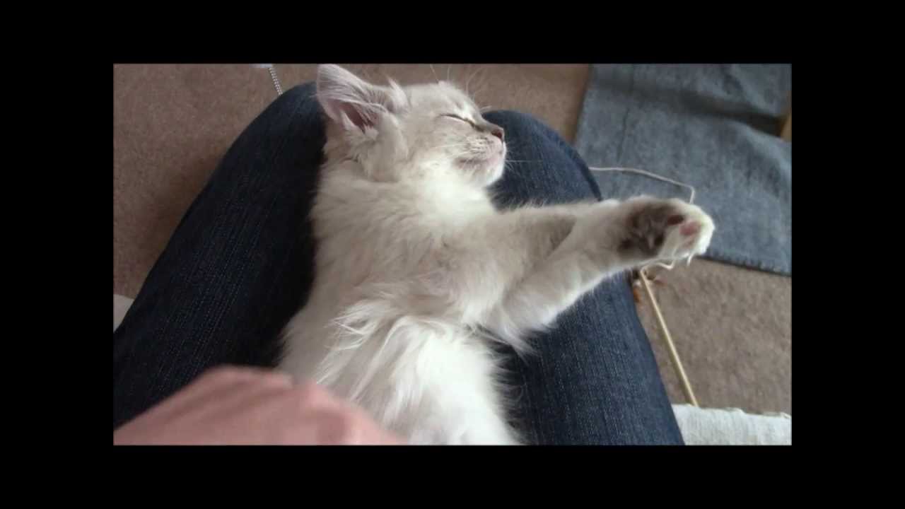 How to Show Your Human Who is Boss