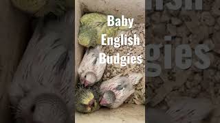 Baby Budgies in the Nest #shorts #budgies #parakeet #budgiebreeding #perruche #budgielove