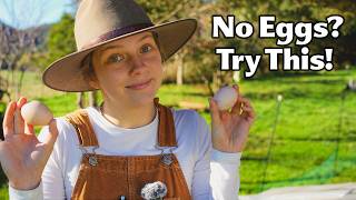 Download lagu Every Reason Why Your Chickens Aren’t Laying