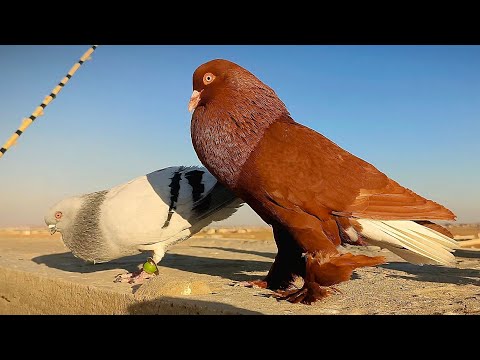 الجزء 3 طريقة كرش وجرد فراخ الحمام لتدريب