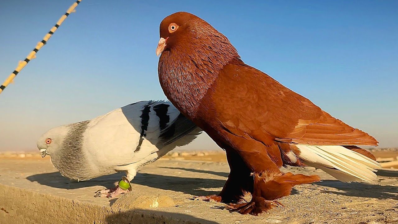 الجزء (3) طريقة كرش وجرد فراخ الحمام لتدريب