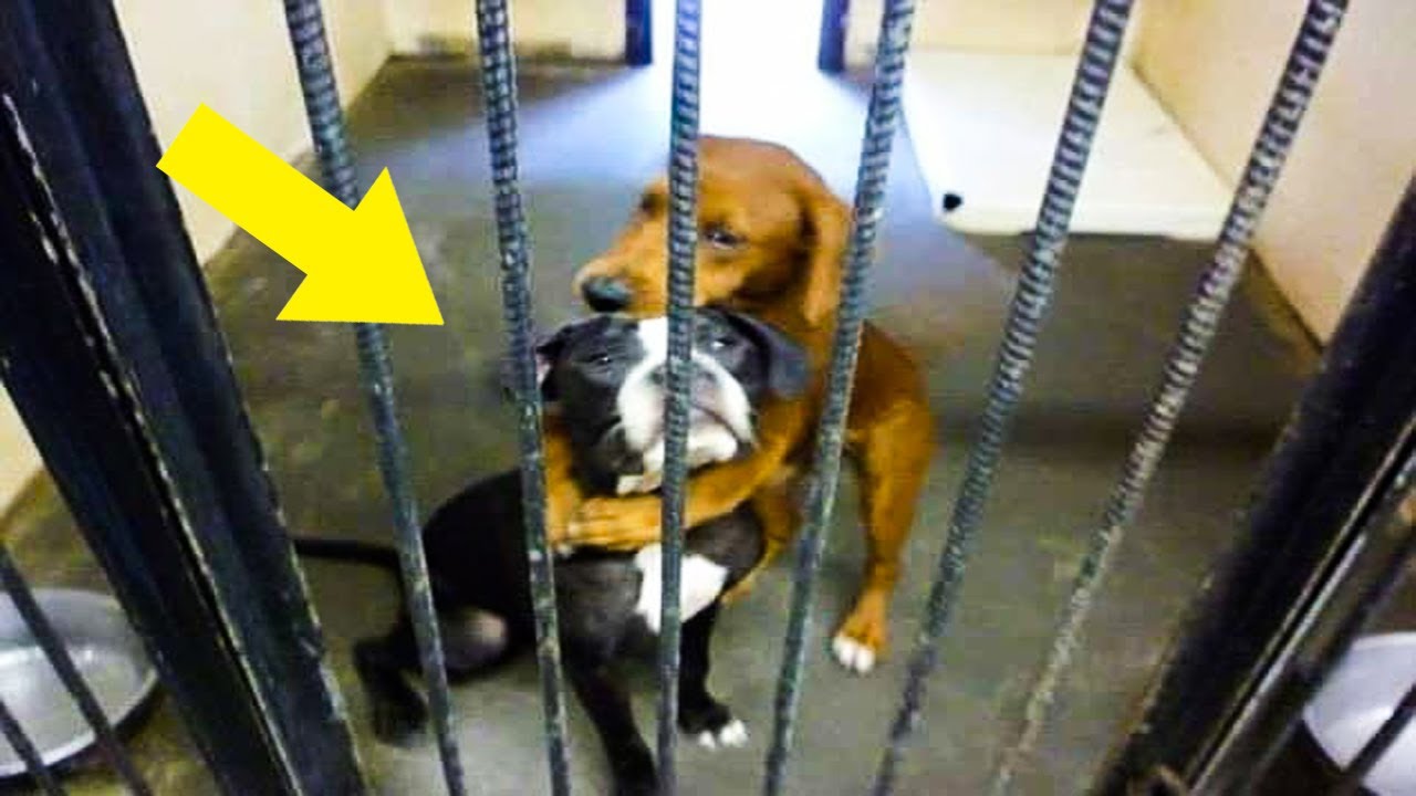Heartbreaking Photo Of Hugging Dogs Begging To Be Saved Makes Woman To Take A Surprising Decision