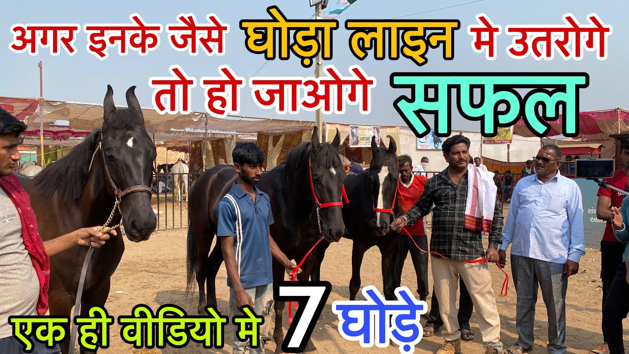 मिलिये दिनेश भाई से जो रखते है भारत की सारी मशहूर BLOODLINE के घोड़ा घोड़ी ।CHETAK FESTIVAL 2024