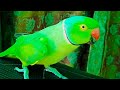 Max Fully Hand Tamed Talking Parrot Speaking On Bike In Urdu/Hindi Looking So Sweet