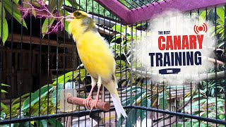 Canary Training Song | Make Your Canary Singing