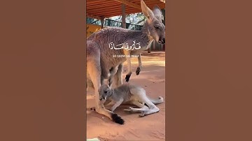 اكتب شيء تؤجر عليه//القارئ اسلام صبحي #تلاوة_مؤثرة #تلاوة_خاشعة #اسلام_صبحي #اكسبلور