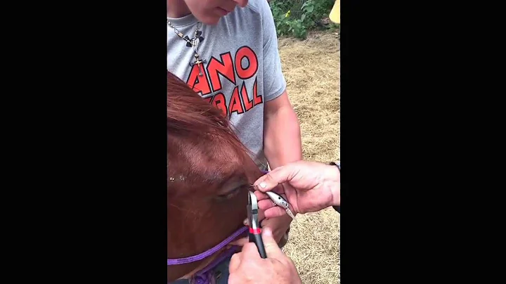 My Colt that had a fishing lure in his eye!  Thank...
