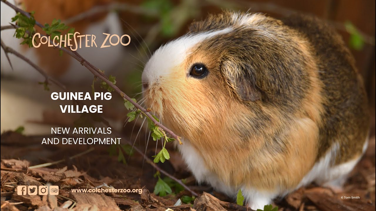 Guinea Pig Village 2022 YouTube