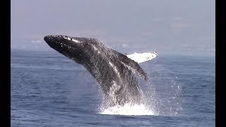 Best of Monterey Whale Watching