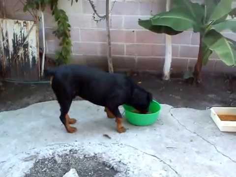 staffordshire bull terrier vs rottweiler rottweiler vs staffordshire bull terrier doovi staffordshire bull terrier vs rottweiler rottweiler vs staffordshire bull terrier doovi
