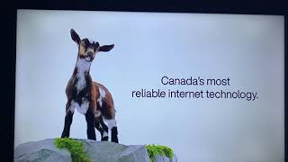 Telus PureFibre Goat Commercial 2021 (15 sec ver.)