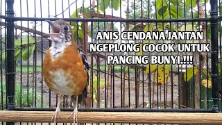 Suara Burung Anis Cendana Jantan.!!!