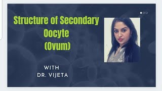 Structure of Secondary Oocyte