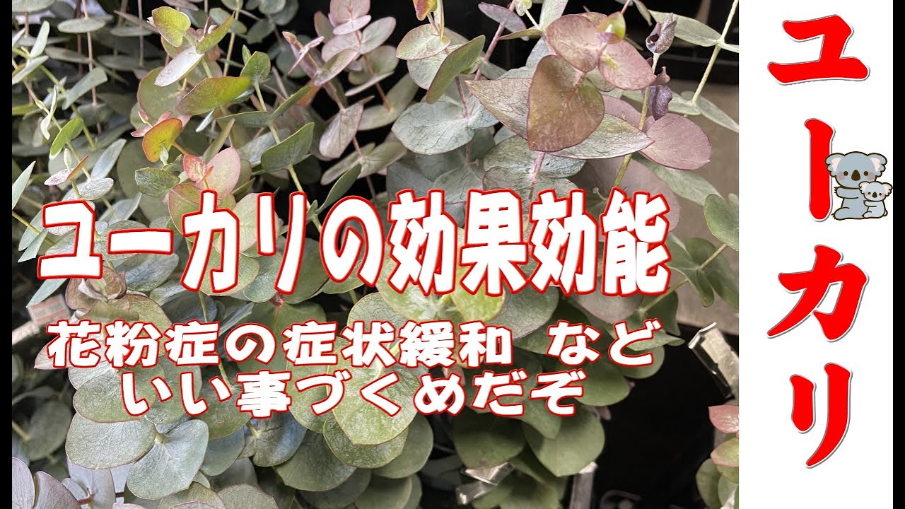 ユーカリ 花粉症の症状緩和 抗ウイルス 期待できる お花屋 と言うか 仲卸 です 花を必要とするすべての方どうぞお越しください Youtube