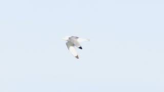 Kittiwake Rissa Tridactyla - Flying In Slow-Motion Fowlsheugh