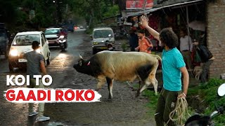 Chasing a Oneeyed bull on the highway | Risky Indian animal rescue #41