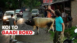 Chasing a One-eyed bull on the highway | Risky Indian animal rescue #41