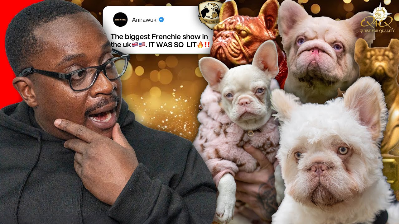 Выставка французских бульдогов Quest For Quality French Bulldog Show 2025 🏆