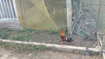 saib qaib dib ua si nawm cov phooj ywg nyiam qaib..6/1/2024