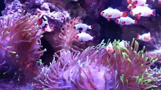 SupraSaltyReefer: Introducing 20 Clownfish Harem to 12 Anemones