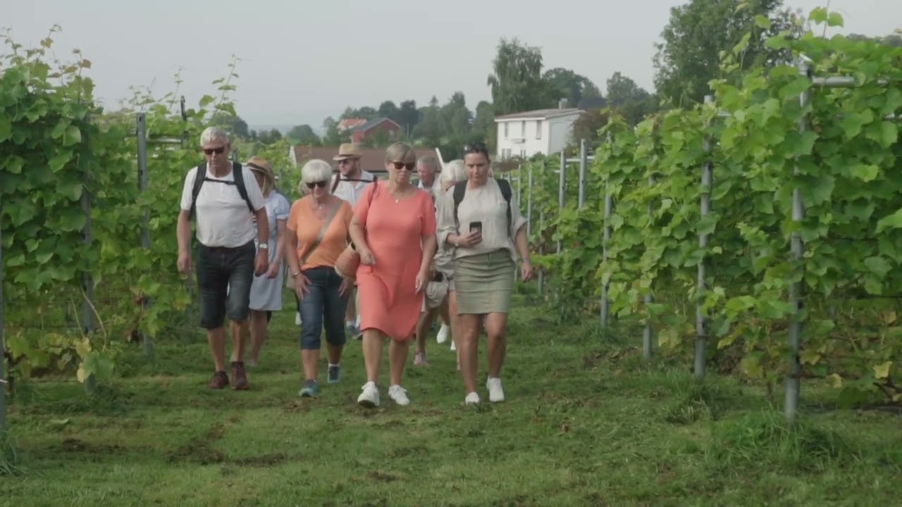 Hebnes Vingard i Suldal, Ryfylke