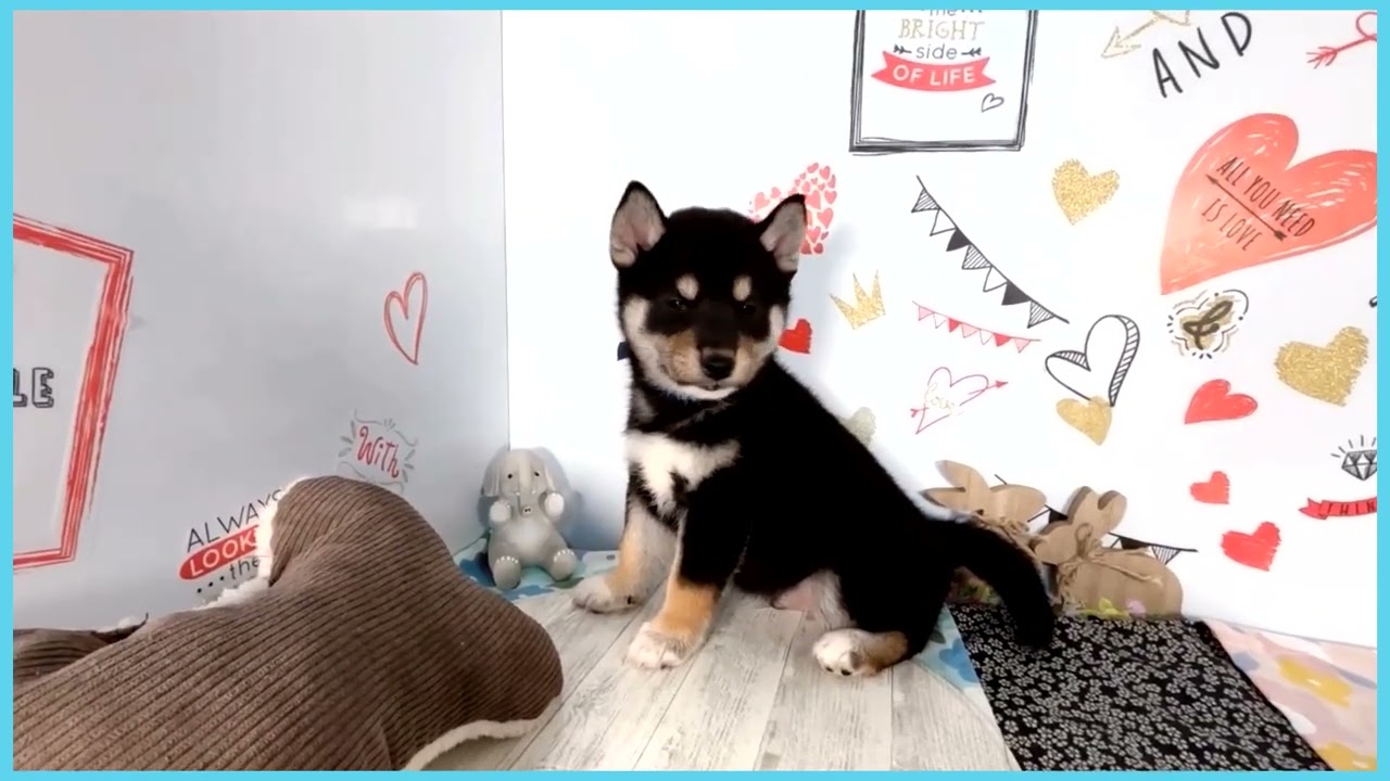Coo&RIKU No.00758007 柴犬 - YouTube