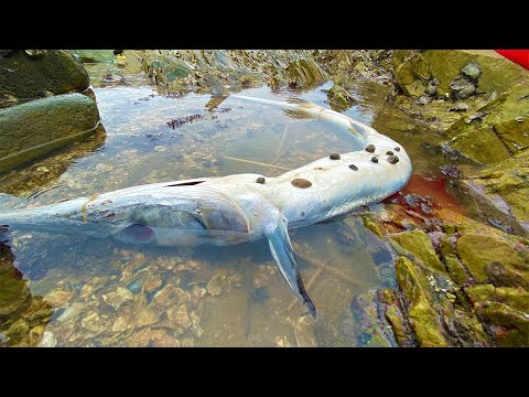 Video: Hari-hari anda boleh makan ikan di Lent 2020