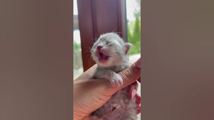 Watch the video about 3-day old Blue Persian Kitten has alot of complaints for Momma. 🐈❤️