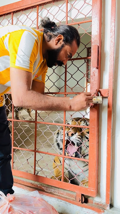 Tony😱ROAR #tiger #bigcats #short  #viralshorts #shorts  #wildlife #animalsavior