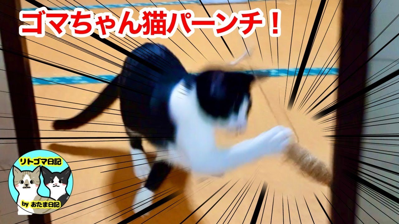 23年1月14日 ゴマちゃん激しく猫パンチ 毎朝7時投稿 リトゴマ日記ショート Youtube 23年1月14日 ゴマちゃん激しく猫パンチ 毎朝7時投稿 リトゴマ日記ショート Youtube