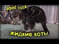 смешные жидкие коты / funny liquid cats