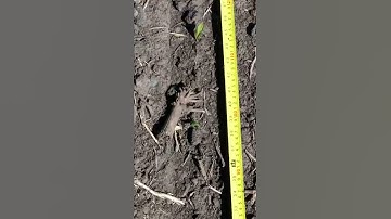 Corn Emergence part #1