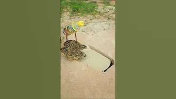 Really Best Bird Trap easy - quail trap #shortvideo #shorts #youtubeshorts