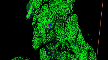 SunJin Lab, RapiClear 1.52: 3D Architecture of Mouse Pancreas