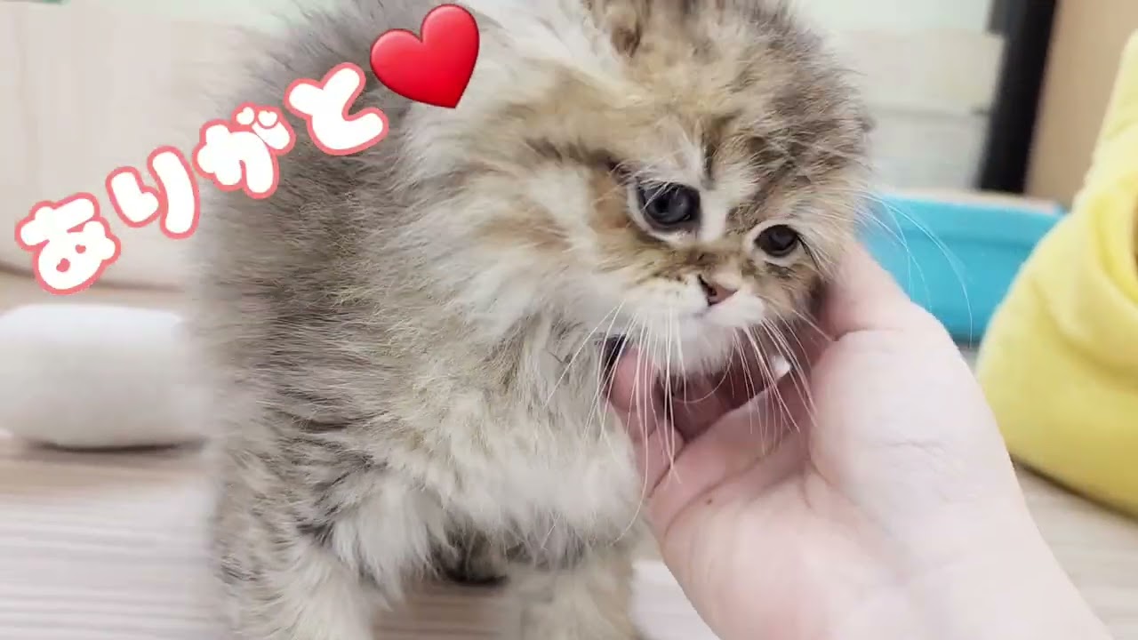 ペルシャ | ペットショップ マルワン 小さめ子犬 美形な子猫 初心者