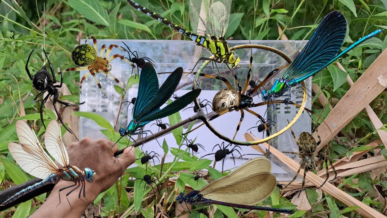 Catch spiders using a racket - YouTube