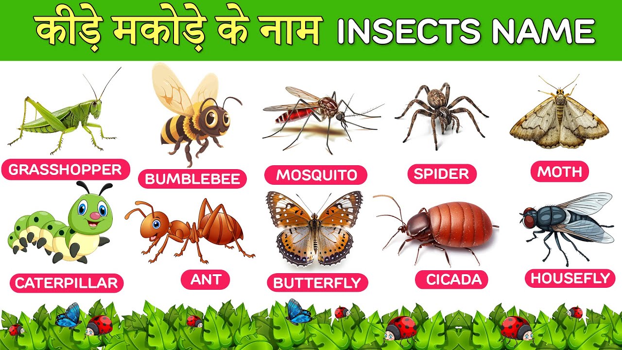 Insects Name | Insects Name in English | Names of Insects | कीड़े ...
