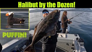 Halibut by the Dozen! Alaskan Halibut Fishing  Juneau, Alaska! SEP 2022 #alaska #juneau #halibut