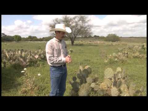 Video: Phyllosticta Pad Spot Pe plantele de cactus - Controlul simptomelor Phyllosticta la perele inchipatoare