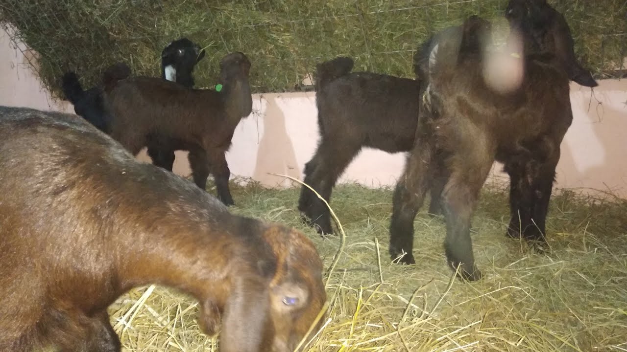 Hələb keçiləri (yeni süddən ayrılan) 09.03.2019