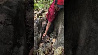 Find a cute and agile marmot tail  #nature #shortsvideo #amazing