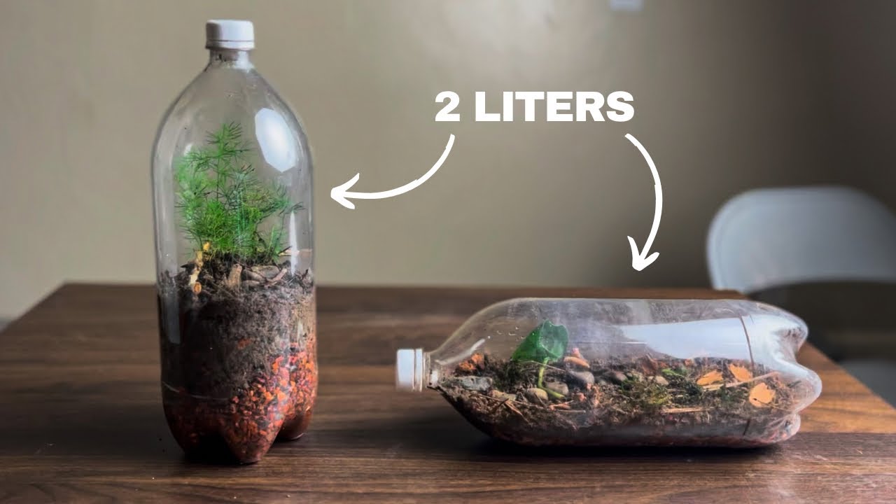 2 Liter Closed Terrariums YouTube