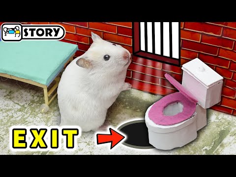 Видео: 🐹 Побег хомяка из тюрьмы 🐹 Лабиринт с ловушками 🐹 Хомура Хам Питомцы