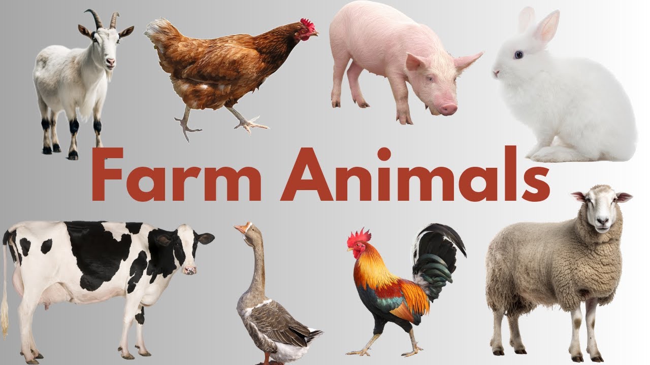 Farm Animals||Animals||LKG||UKG||preschool||learn farm animals||farm ...